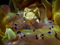 weekly hotshot click to zoom weekly hotshot click to zoom